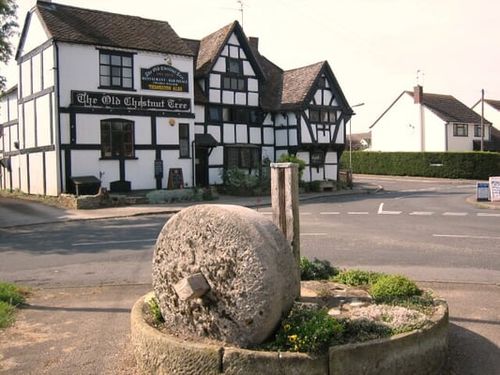 Old Chestnut Tree