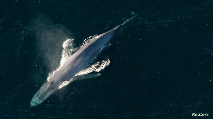 Blue whale - setšoantšo sa polokelo