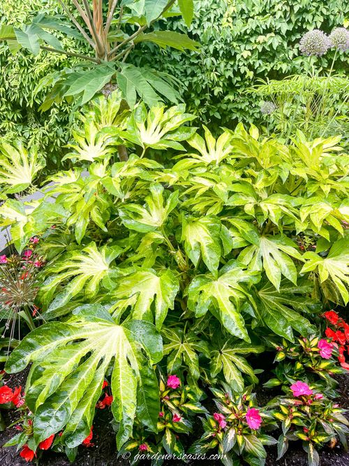 Variegated Fatsia plant growing in Bellevue Botanical garden, Seattle