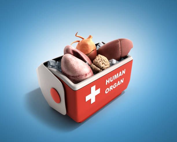 organ transportation concept open human organ refrigerator box red 3d render  background organ transportation concept open human organ refrigerator box red 3d render on blue backgroundorgan transportation concept open human organ refrigerator box red 3d render on grey backgroundorgan transportation concept open human organ refrigerator box red 3d render on blue backgroundorgan transportation concept open human organ refrigerator box red 3d render on white backgroundorgan transportation concept o