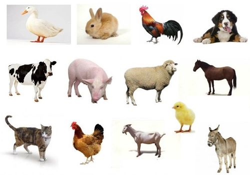 lista-animales-domésticos