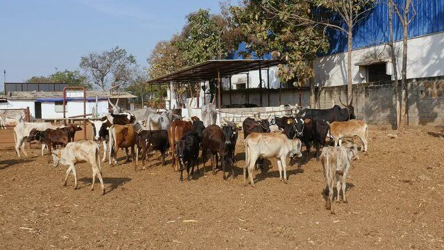 Cows at Goshala