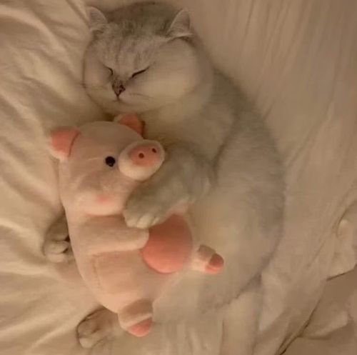 a cat sleeping on top of a white bed next to a stuffed animal pig toy