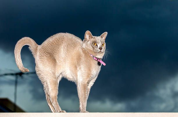 Cat-Cow