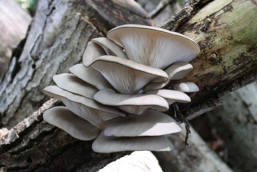 pleurote ostreatus sur un arbre