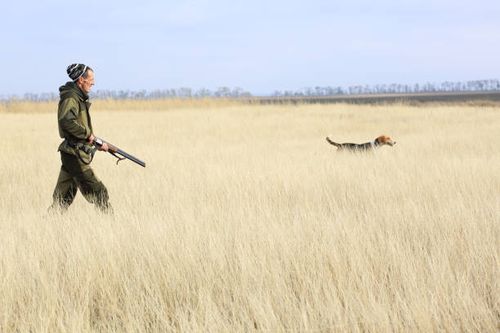hunter with a foxhound dog. - english foxhound stock pictures, royalty-free photos & images