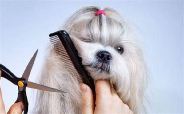 Aprende a cuidar la imagen de tu perro con un curso online de peluquería para perros