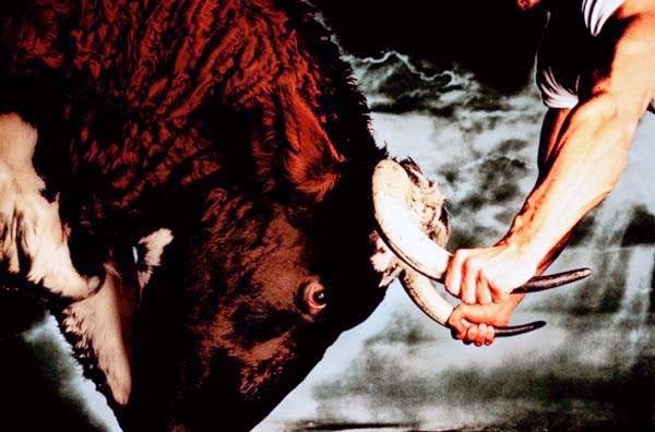 Agafar el bou per les banyes