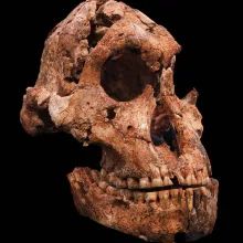 Paranthropus robustus