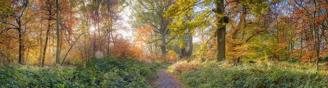 509 megapixels! A very high resolution, large-format VAST photo print of a pathway in nature during fall with a beautiful colorful forest of autumn foliage and leaves; nature photograph created by Assaf Frank in Berkhamsted, United Kingdom.