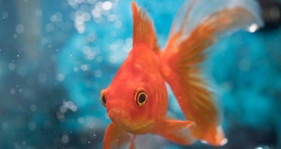 Giant Goldfish Found In Minnesota Prompt Warnings About Pet Dumping