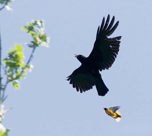 Why Crows Remember Human Faces | Animal Information | Animal Information