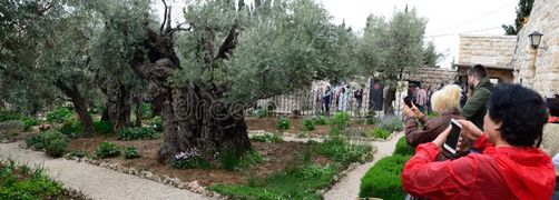The international groups of pilgrims are astonished, paying and taking pictures in the Garden of Gethsemane. The two thousand-years olive trees were witnesses of famous biblical events. Jesus came to this place with his apostles and He was arrested before the crucifixion. This is the panoramic picture. Jerusalem. Israel. The left side of picture can be used for your text. Jesus praying garden gethsemane stock images, royalty-free photos and pictures
