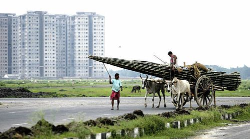 Indian workers transport bamboo destined to be used as scaffolding loaded on a bullock cart to a construction site close to Kolkata, 10 July 2006. A...