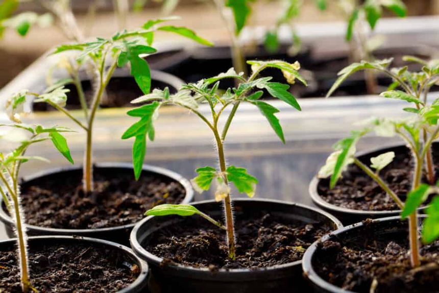 Tomato seedlings