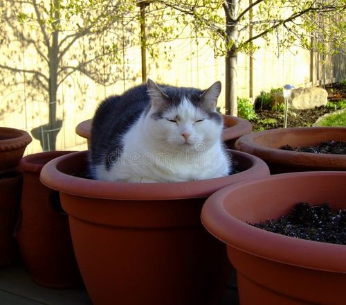 Kitty who thinks she's a beautiful flower. Shes stock images, royalty-free photos and pictures