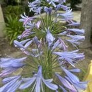 r/flowers - What is the name of this beautiful purple flower?