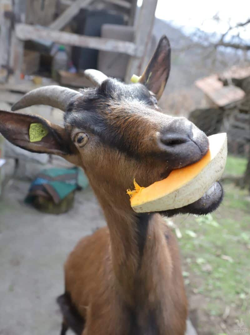 cGc