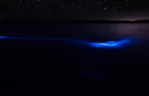 Bioluminescent Bay in Fajardo