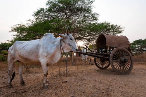 wooden cart with hay on dusty road drawn by two white buffaloes. - bullock cart stock pictures, royalty-free photos & images