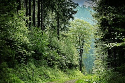 Free Enchanting forest pathway surrounded by vibrant green trees, perfect for nature enthusiasts and tranquil escapes. Stock Photo