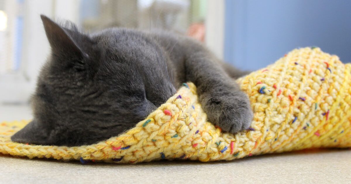 Make a Mattress Blanket! | Comfort for Critters