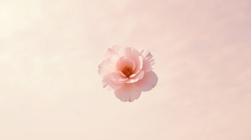 Create your own she image with Canva