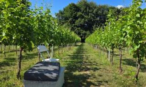Larkhill Vineyard