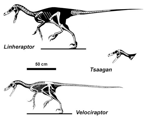 velociraptorines
