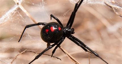 SHC Spiders Minecraft Texture Pack