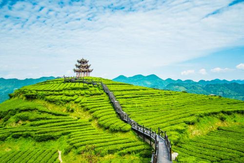 West Lake Longjing tea fields in Hangzhou