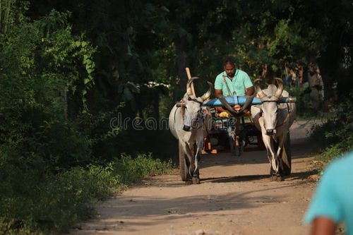 Bullock cart ride on a rural road in the Southern indian most they will travel with Bullock travel. Indian bullock cart picture stock images, royalty-free photos and pictures