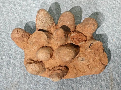 Fossilized dinosaur egg is being displayed at the Geological Museum of China in Beijing, China, on May 2, 2024.