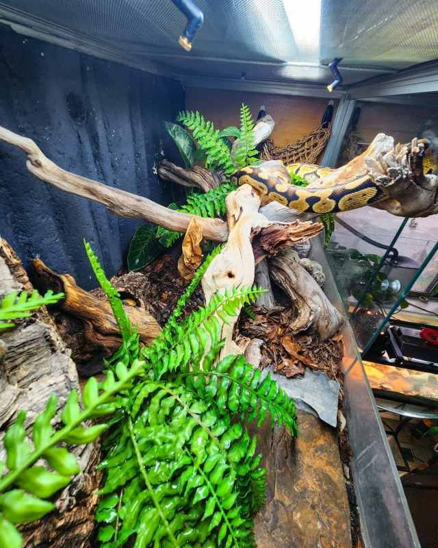 How To Choose the Right Substrate for Ball Python? Complete Guide