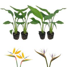 Live Orange & White Birds of Paradise Plant Variety - 'Birds of Paradise' Strelitzia nicolai - ragnaroc Tropical Plant 6-10” Tall - 4ct - Live Arrival Guaranteed - House Plants for Home Decor & Gift