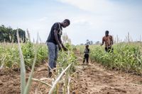 Zambia Cuts Economic Growth Outlook as El Niño Threat Builds - Bloomberg