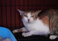 Vietnamese police arrest 12 suspected of prowling city streets at night, snatching cats for meat - apnews.com