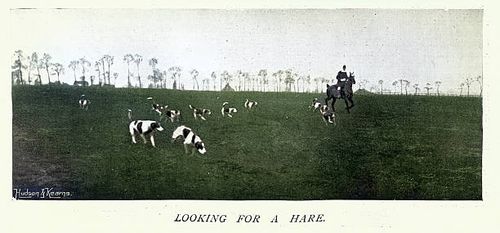 hunting, pack of hounds and rider loking fr a hare, victorian, 1890s, vintage photograph 19th century - pack of hounds stock illustrations