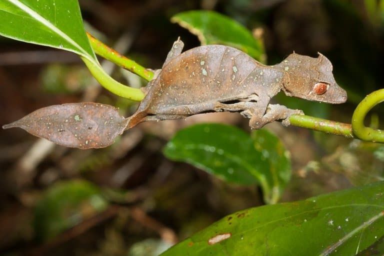 Leaf-Tailed Geckos