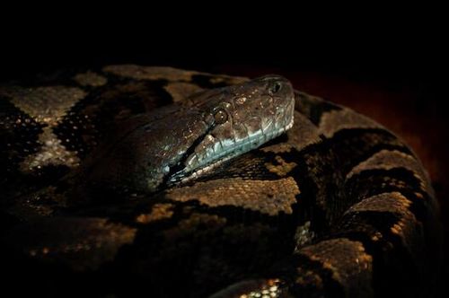 Ular Sanca or Malayopython reticulatus Snake photo