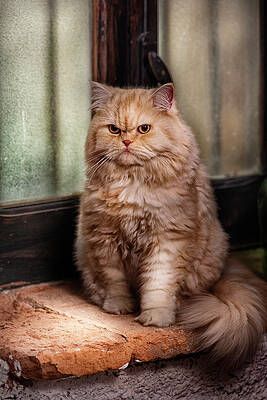 Persian Cat