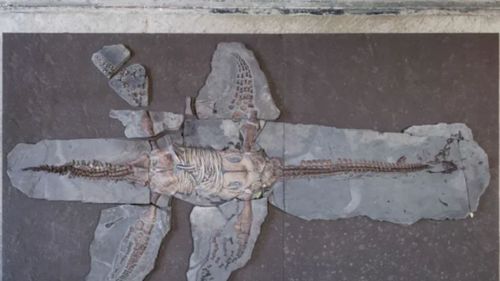 Fossil stored since 1940 proves pivotal in understanding how dinosaur skin looked.