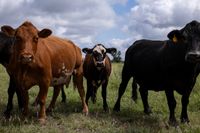 Trump administration to resume cattle imports on southern U.S. border amid parasite outbreak - Politico
