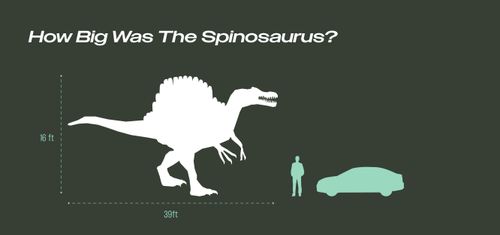 Infographic comparing the size of a Spinosaurus to an average human and a car