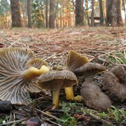 Fotografía Cantharellus tubaeformis (Bull.) Fr. (1821)