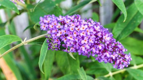 Close up of a large flower made up of a bunch of tiny purple flowers clustered together along the top of the stem.
