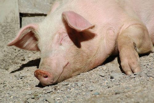 Sleeping pig close-up. Sleeping pig stock images, royalty-free photos and pictures