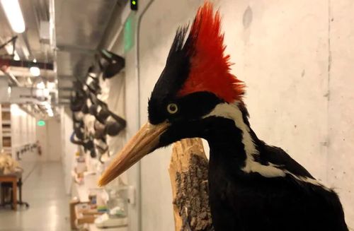 Por qué Estados Unidos declaró extinto al pájaro carpintero real