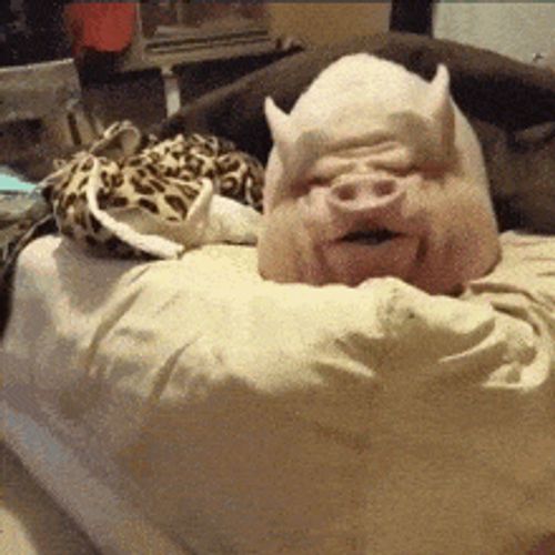 a pig is laying on a bed with a blanket on it