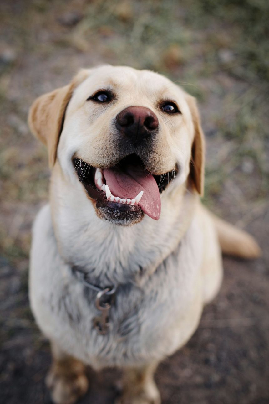 Labrador Retriever with interactive hotspots